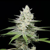 π Gumbo Seeds (100% off)